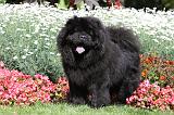 CHOW CHOW 387